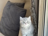 OYUNCU SEVECEN BRİTİSH SHORTHAİR YAVRUM