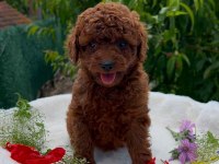 SHOW CLLAS RED BRWON TOY POODLE YAVRULAR