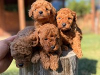 Orijinal Toy Poodle Yavrular Aşılı Sakarya