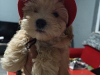 ORJİNAL MALTİPOO YAVRULAR