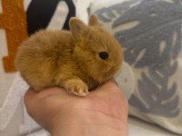 Hollanda Cücesi Netherland Dwarf Tavşan