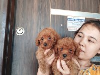 İstediniz renklerde toy poodle orjinal bebekler