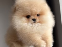 AYI SURAT ORANGE POMERANİAN