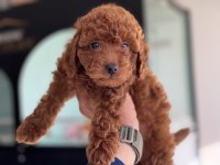 Petmode köpek çiftliğinden toy poodle yavrular