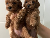 Minyatür toy poodle