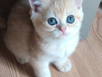 Şafkan British Shorthair