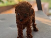 Toy Poodle Kore Teacup hepsi mevcuttur