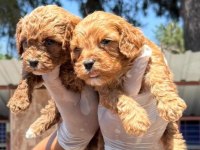 Maltipoo yavrularımız
