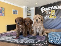 shoooowwww kalite maltipoo yavrular ankara mağazamızda