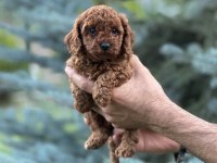 Toy Poodle Kore Bebekler Teslime Hazırlar