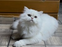 Muhteşem yakışıklı british longhair paşamız