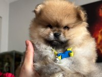 Pomeranian boo erkek köpeğimiz