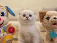 SCOTTISH FOLD BEYAZ YAVRULARIM