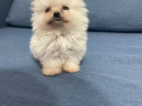 TEACUP POMERANİAN BEBEKLER
