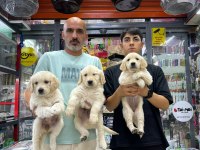 Orijinal baby face golden retriever yavrularımız