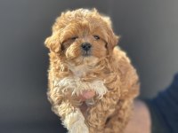 Petmode köpek çiftliğinde ziyarete açık maltipoo