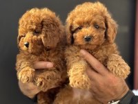 Petmode köpek çiftliğinden toy poodle yavrular