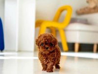 Orjinal Teacüp Poodle yavrumuz