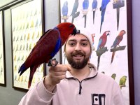 KIRMIZI EĞİTİMLİ ECLECTUS PAPAĞANIMIZ