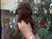 Kore poodle kızlar ve erkekler