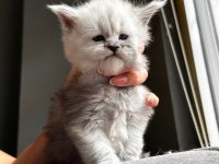 Xxl şampiyon baba dan maine coon yavruları