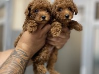 Kore orjinal kilo ırk garantili poodle