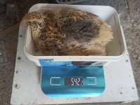 XXL Jumbo kuluçkalık bıldırcın yumurta