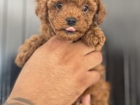 Kore poodle bebekler hazır