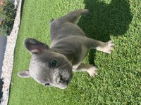 French bulldog lilac tan ve blue yavrular