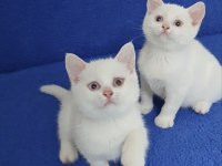 YENİ YUVASINA GİTMEYE HAZIR BRİTİSH PONÇİK