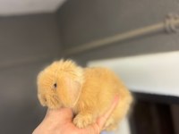 HOLLANDA LOP TAVŞANLARI