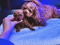 Boy ve kg ram garantili tea cup poodle
