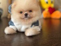 BAL GİBİ MİNİ AYICIK POMERANİAN