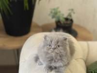 ÖZEL RENK LİLAC BRİTİSH LONGHAİR YAVRUM