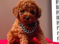 Toypoodle sevimli yavrular evinizin neşesi