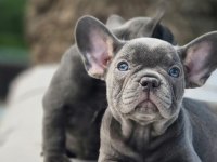 Blue French Bulldog Yavruları İstanbul