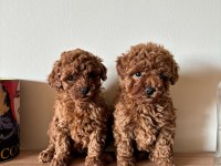 UYGUNA AİLEDEN TOY POODLE