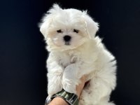 Petmode köpek çiftliğinden tea cup kore kan maltese