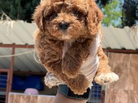Maltipoo bebek yüzlü yavrularımız