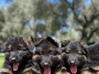 Showline K9 Alman Kurdu Yavrularımız