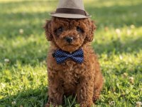 Toy poodle kore kan