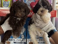 Logotto türüf mantarı köpeği yavruları