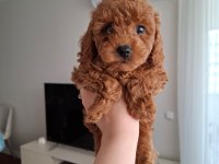 Fırsat Yavruları Evde büyüyen Toy Poodle Bebekler