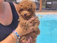 TEA CUP RED BROWN TOY POODLE YAVRULARI İSTANBUL