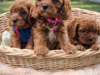 GERÇEK ORJİNAL CAVAPOO YAVRULAR Mİ ARIYORSUNUZ
