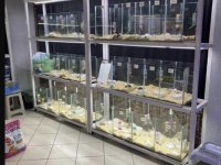 TÜRKİYEDE İLK VE TEK HAMSTER ÇİFTLİĞİ EVE TESLİM