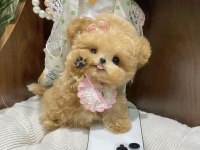MALTİPOO BARBİE BEBEĞİM