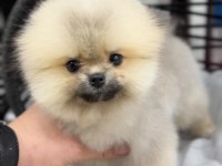 POMERANİAN BOO AYI SURAT YAVRULARİMİZ