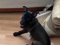 Belçika malinois yavrularımız