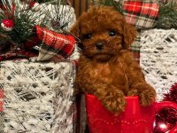 ANKARA NIN EN GÜZEL TOY POODLE YAVRULARI